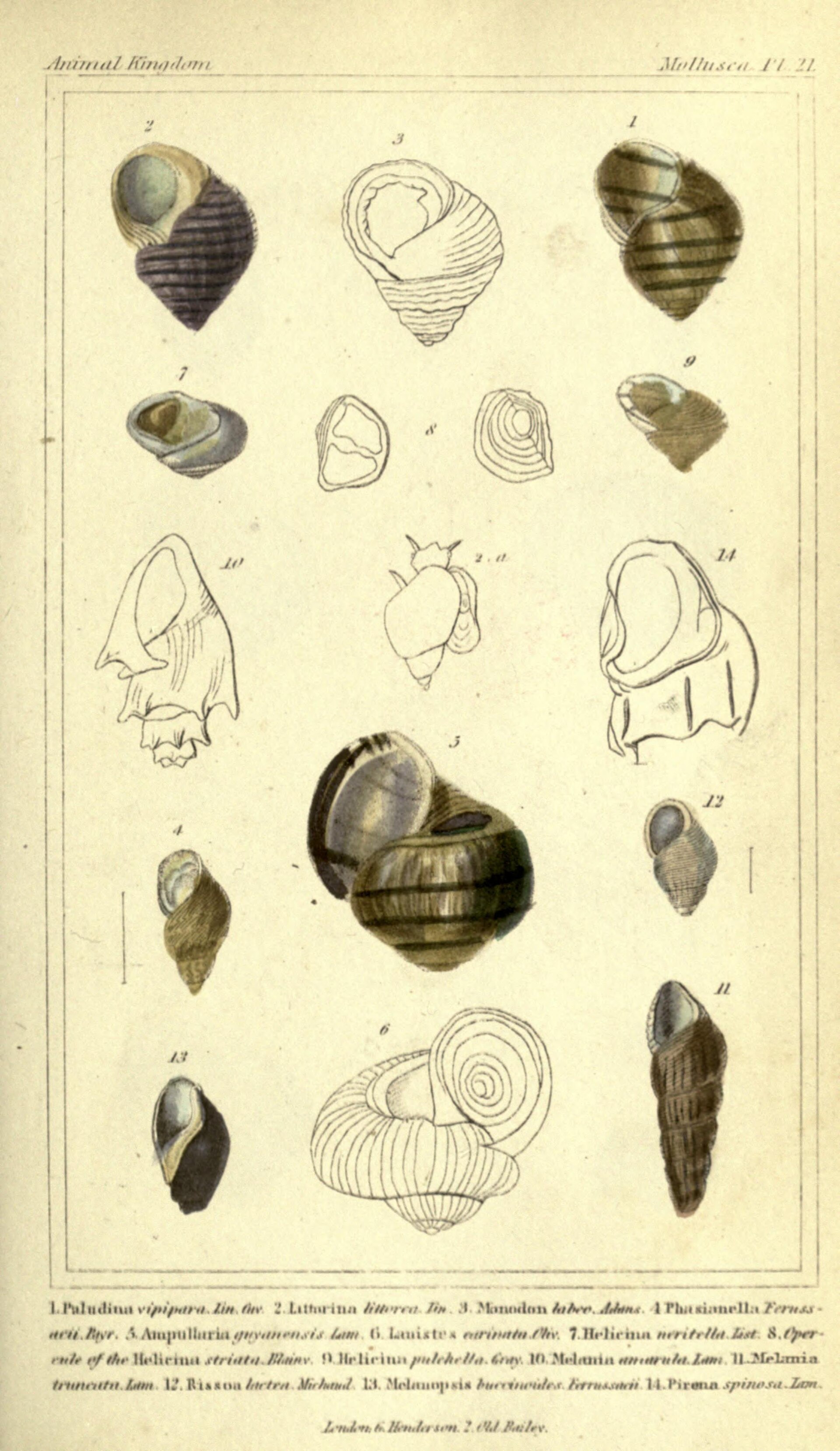 Animals The Animal Kingdom, Arranged According To Its Organization, Serving As A Foundation For The Natural History Of Animals (Plate 21) Bhl2459035 Full HD Wallpaper #3736