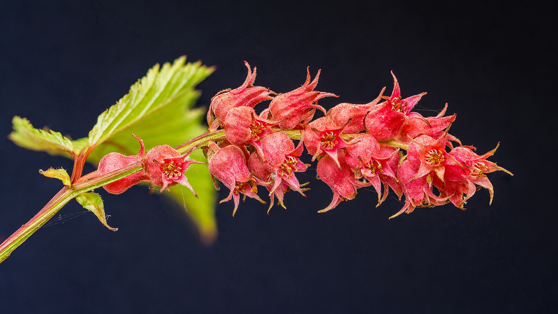Flowers Neillia Affinis, Trosspirea. 23 05 2022 (Actm.) Full HD Wallpaper #3432