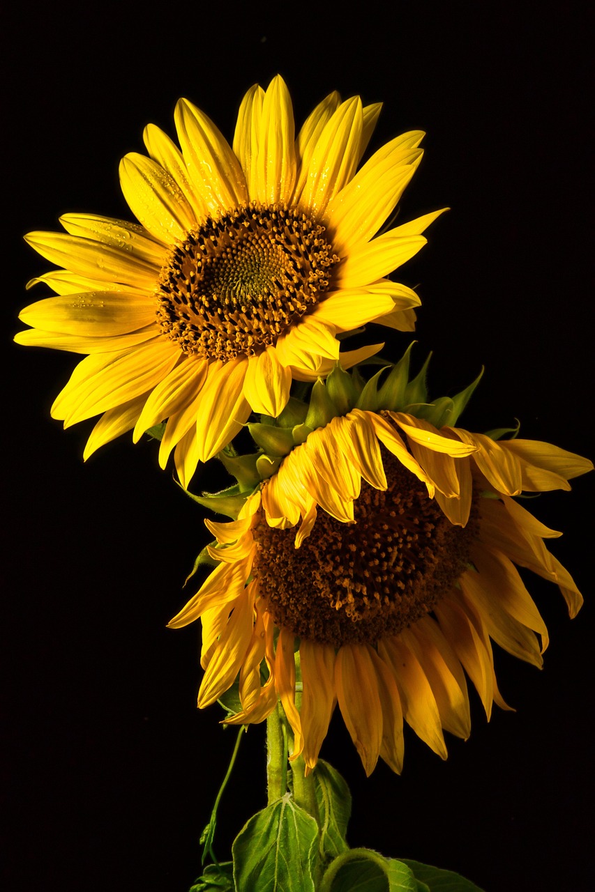 Mobile Wallpaper Sunflowers HD Wallpaper #2948