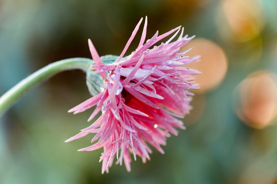 Nature A Vibrant Pink Flower In Full Bloom, Adorned With Morning Dew Droplets. HD Wallpaper #3833
